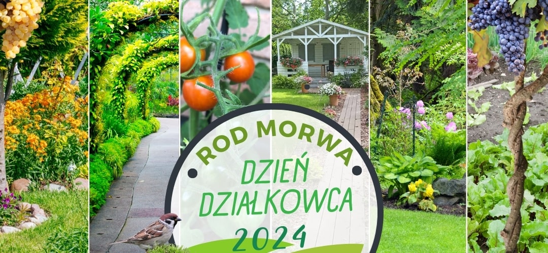 Dzień Działkowca 2024 w ROD Morwa