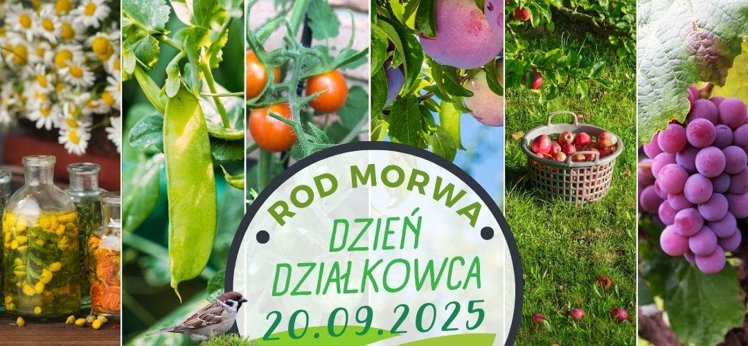 Dzień Działkowca 2025 w ROD Morwa